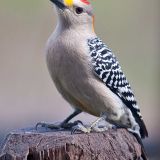 Male - Round Mountain, Texas, US - February 12, 2013