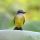 Thick-billed Kingbird