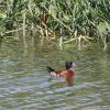 Masked Duck