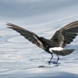 Wilson's Storm-Petrel