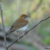 Wood Thrush