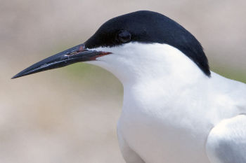 Roseate Tern