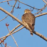 Female