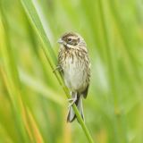 Female - Belarus, Brest region, Sporovskoe lake - July 20, 2008