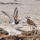 Ruddy Turnstone