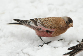 Brown-capped Rosy Finch