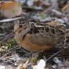 American Woodcock