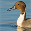 Northern Pintail