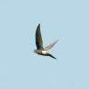 Fork-tailed Swift