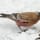 Brown-capped Rosy Finch