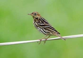 Pechora pipit  HK