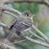 Pacific-slope Flycatcher