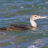 Winter Yellow-billed Loon