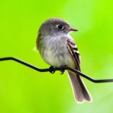 Least Flycatcher in winter