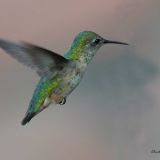 Female in flight in Littleton, Colorado on August 3, 2009