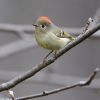 Ruby-crowned Kinglet