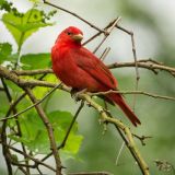 Male - Nonaville, Tennessee, US - May 1, 2011