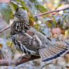 Ruffed Grouse