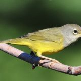 MacGillivray's Warbler