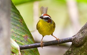 Rufous-capped Warbler