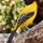 Audubon's Oriole