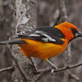 Salenino, TX - December 27, 2009