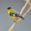 Lesser Goldfinch