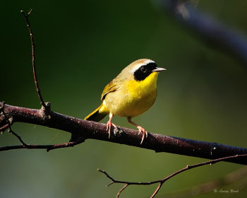 Common Yellowthroat