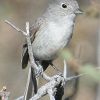 Gray Vireo