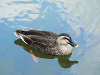 Spot-billed Duck