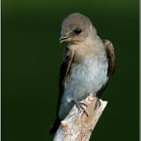 Northern Rough-winged Swallow chirping