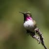 Bumblebee Hummingbird