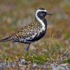 Pacific Golden-Plover