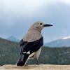 Clark's Nutcracker