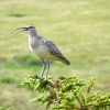 Bristle-thighed Curlew