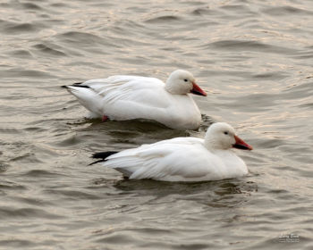 Snow Geese