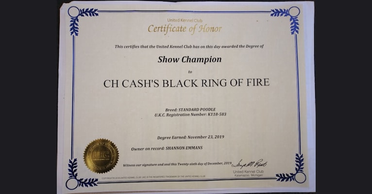 Cash's Black Ring of Fire, a Poodle (Standard) tested with EmbarkVet.com