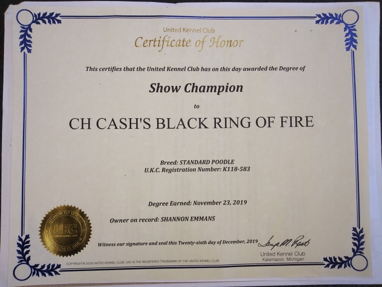 Cash's Black Ring of Fire, a Poodle (Standard) tested with EmbarkVet.com