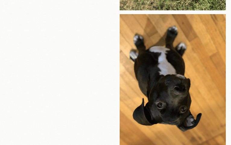 Doc Holliday, an American Pit Bull Terrier and American Staffordshire Terrier mix tested with EmbarkVet.com