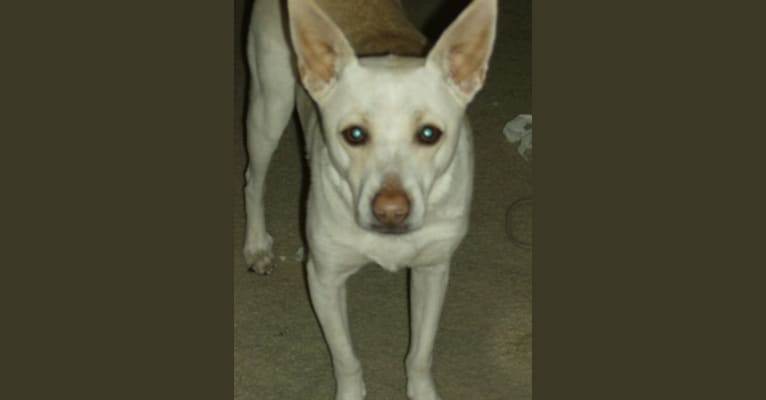 Leopold Caterpillar, an American Pit Bull Terrier and Chow Chow mix tested with EmbarkVet.com