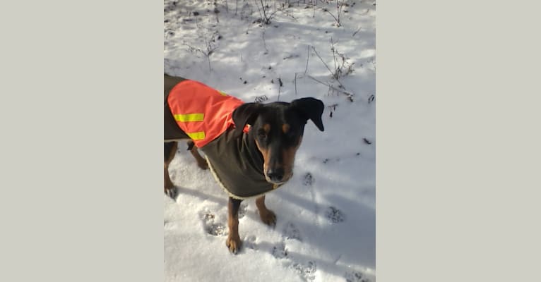 Jinx, a Doberman Pinscher and English Springer Spaniel mix tested with EmbarkVet.com