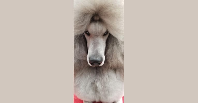 Finn, a Poodle (Standard) tested with EmbarkVet.com