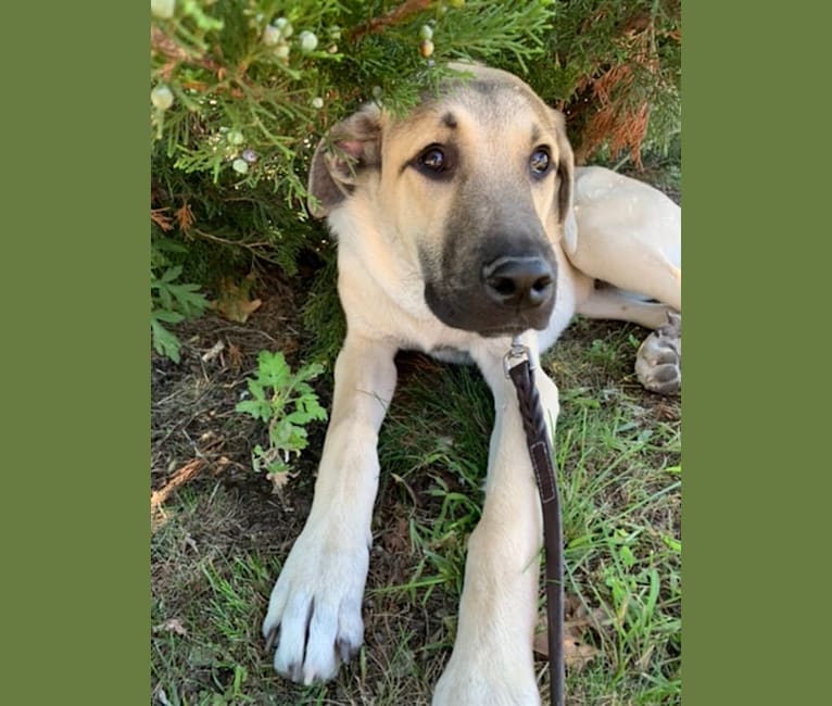 Gryffin, a Great Pyrenees and Mountain Cur mix tested with EmbarkVet.com