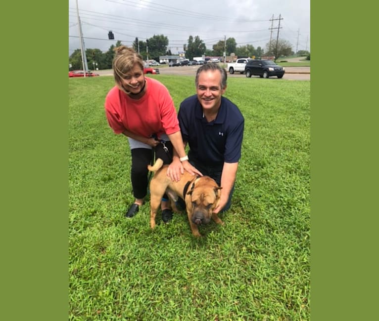 Buster Brown, a Chinese Shar-Pei tested with EmbarkVet.com