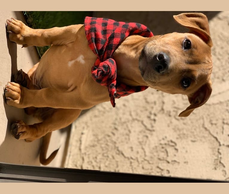 Photo of Kurt, an American Pit Bull Terrier, Rat Terrier, American Staffordshire Terrier, and Mixed mix in California, USA