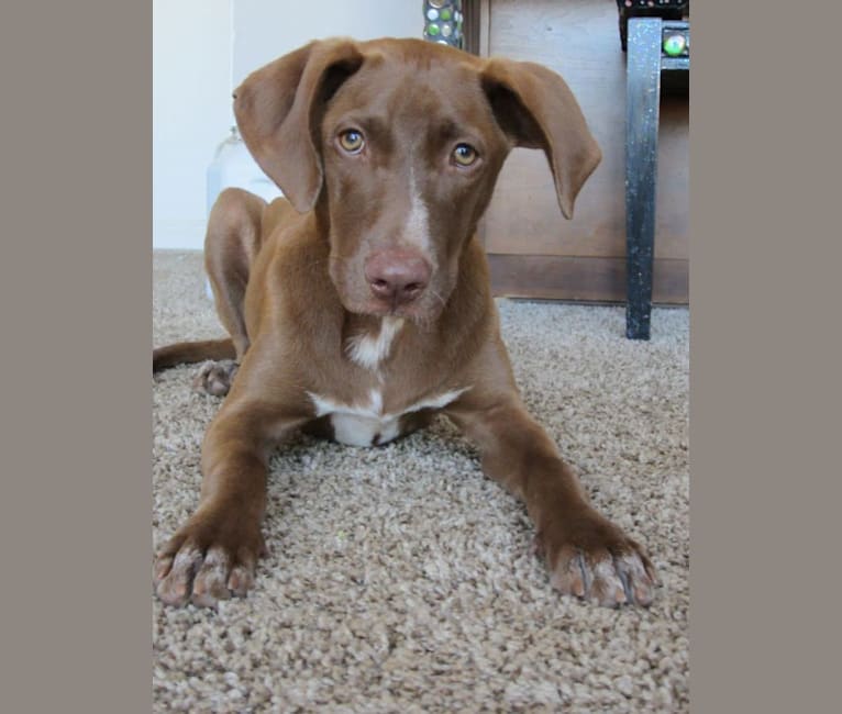 Magnolia "Maggie", a Labrador Retriever and Staffordshire Terrier mix tested with EmbarkVet.com