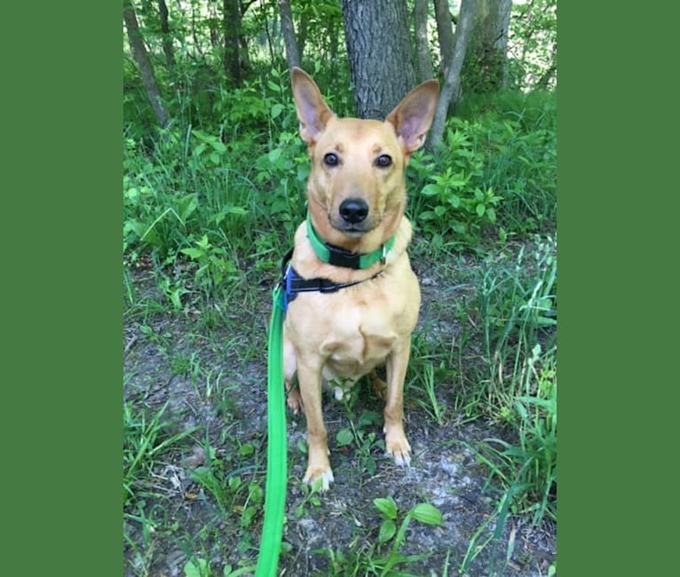 Embark Dog Dna Test Breed