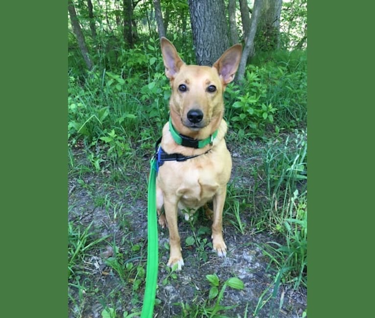 Rory, a Shetland Sheepdog and Golden Retriever mix tested with EmbarkVet.com