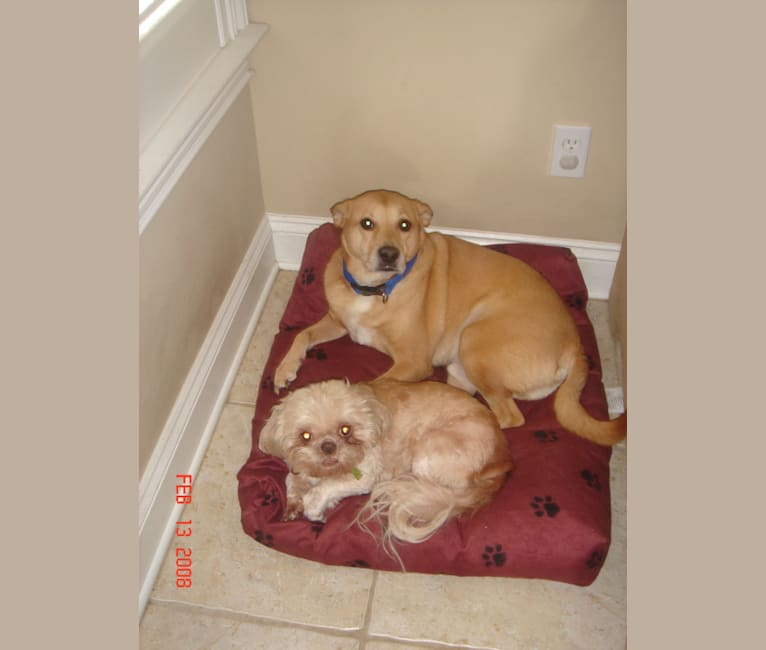Kirby, a Pomeranian and American Pit Bull Terrier mix tested with EmbarkVet.com