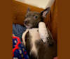 Grayson, a Chihuahua and Rat Terrier mix tested with EmbarkVet.com
